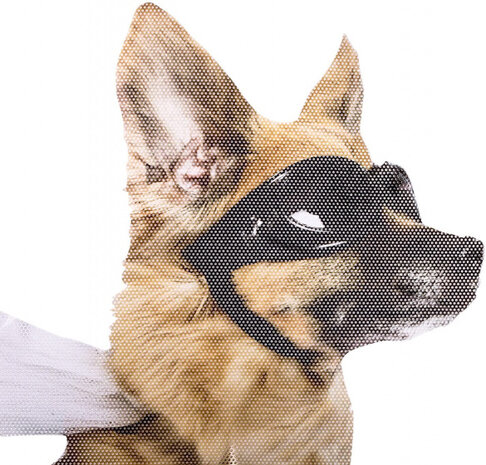 autoraamsticker Ride with Hond 30,5 x 30 cm vinyl
