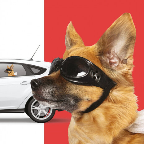 autoraamsticker Ride with Hond 30,5 x 30 cm vinyl