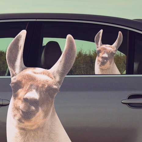autoraamsticker Ride with Lama 30,5 x 30 cm vinyl
