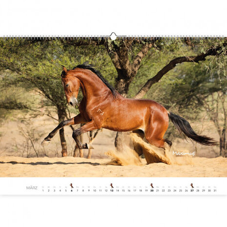 wandkalender Paarden 2022 papier 47,5 x 33 cm