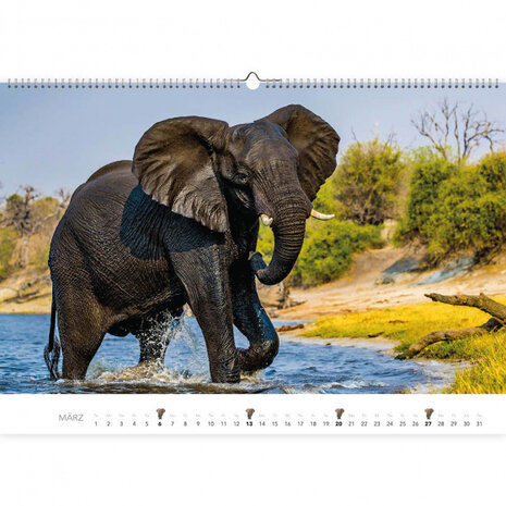 kalender Olifanten 2022 papier 47,5 x 33 cm