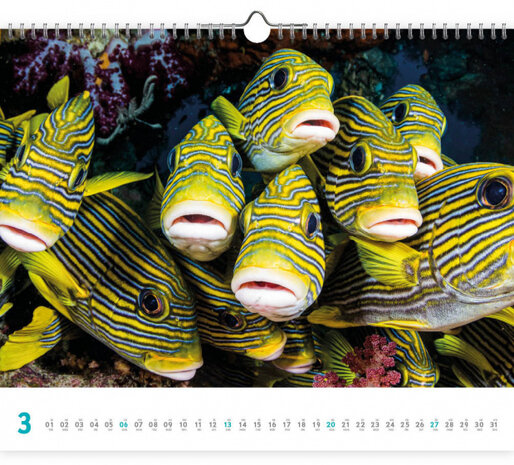 wandkalender 2022 Dive 45 x 56 cm papier