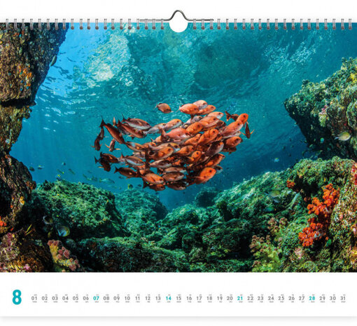 wandkalender 2022 Dive 45 x 56 cm papier
