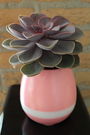 3-in-1 bloempot Smart 15 x 8,5 cm vinyl roze