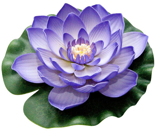 waterlelie Lotus 20 cm foam paars/groen