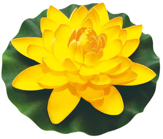 waterlelie Lotus 28 cm foam geel/groen