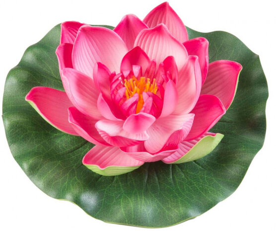 waterlelie Lotus 17 cm foam fuchsia/groen