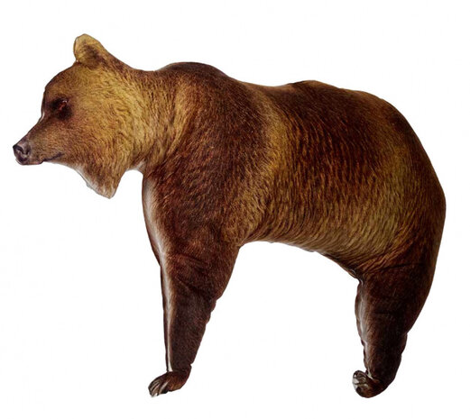 vormkussen beer 78 x 46 cm fluweel bruin