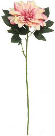 droogbloem dalia 74 cm roze/groen