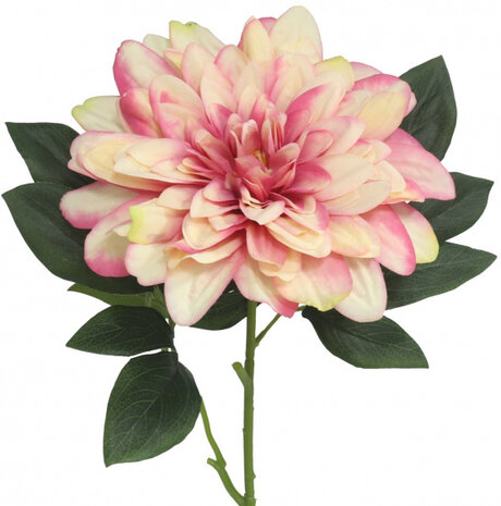 droogbloem dalia 74 cm roze/groen