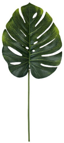 droogbloem monstera 77 cm groen