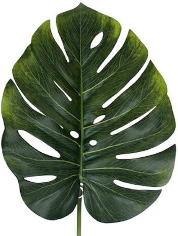 droogbloem monstera 77 cm groen