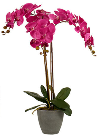 kunstorchidee 88 x 60 cm fuchsia/antraciet