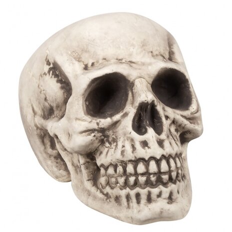 Schedel Bighead 23 x 22 x 31 cm