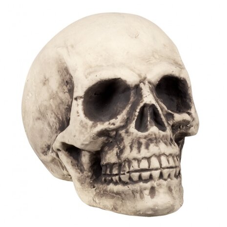 Schedel Supermind 27 x 27 x 38 cm