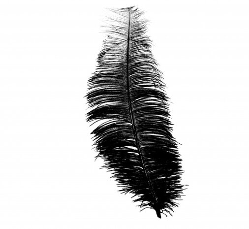 hoofdband struisvogel veren 30 cm zwart