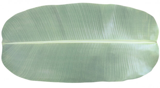 tafellopers Blad 76 cm papier groen 10 stuks