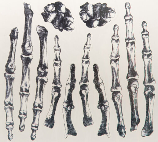 neptattoos Hand Bones 21 x 22 cm zwart 12-delig