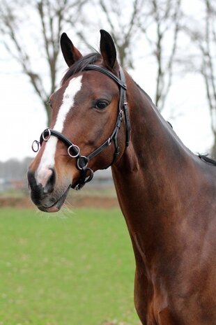 hoofdstel Kaptoom leer 50/62 cm zwart/zilver (pony)