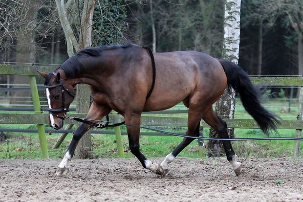 longeerhulp met ring leer/katoen zwart maat pony