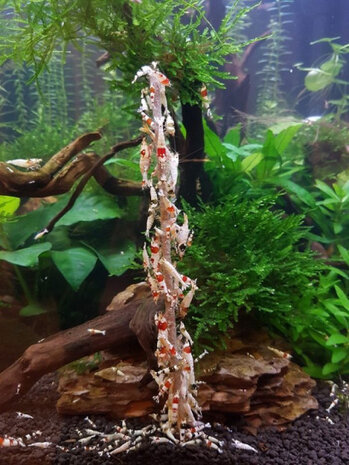 garnalenlolly&#039;s Spinazie/Groenten 15 gram 10 stuks