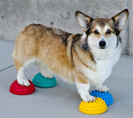 balansdisk Paw Pods 13 cm PVC rood/geel/blauw 5-delig