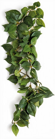 hangende varen Sumatra 40 cm groen