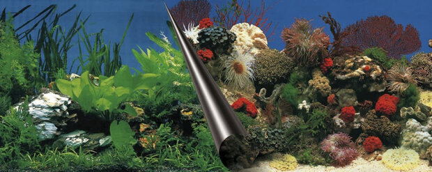 aquariumachterwand Koraal 60 x 30 cm