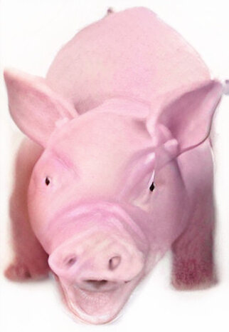 piepspeelgoed zwijn latex 20,5 cm roze