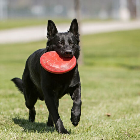 hondenfrisbee Flyer 23 cm rubber rood
