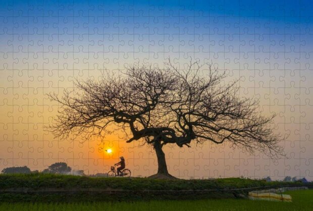Zonsondergang Op Afrikaanse Savanne | Grote Boom - Puzzel 252 stukjes